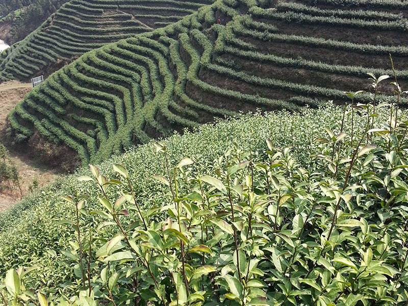 寧鄉示范基地