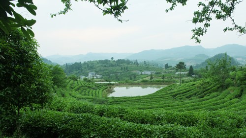 湘茶高科技產(chǎn)業(yè)園 職工食堂及超市承包經(jīng)營(yíng)服務(wù)招標(biāo)公告